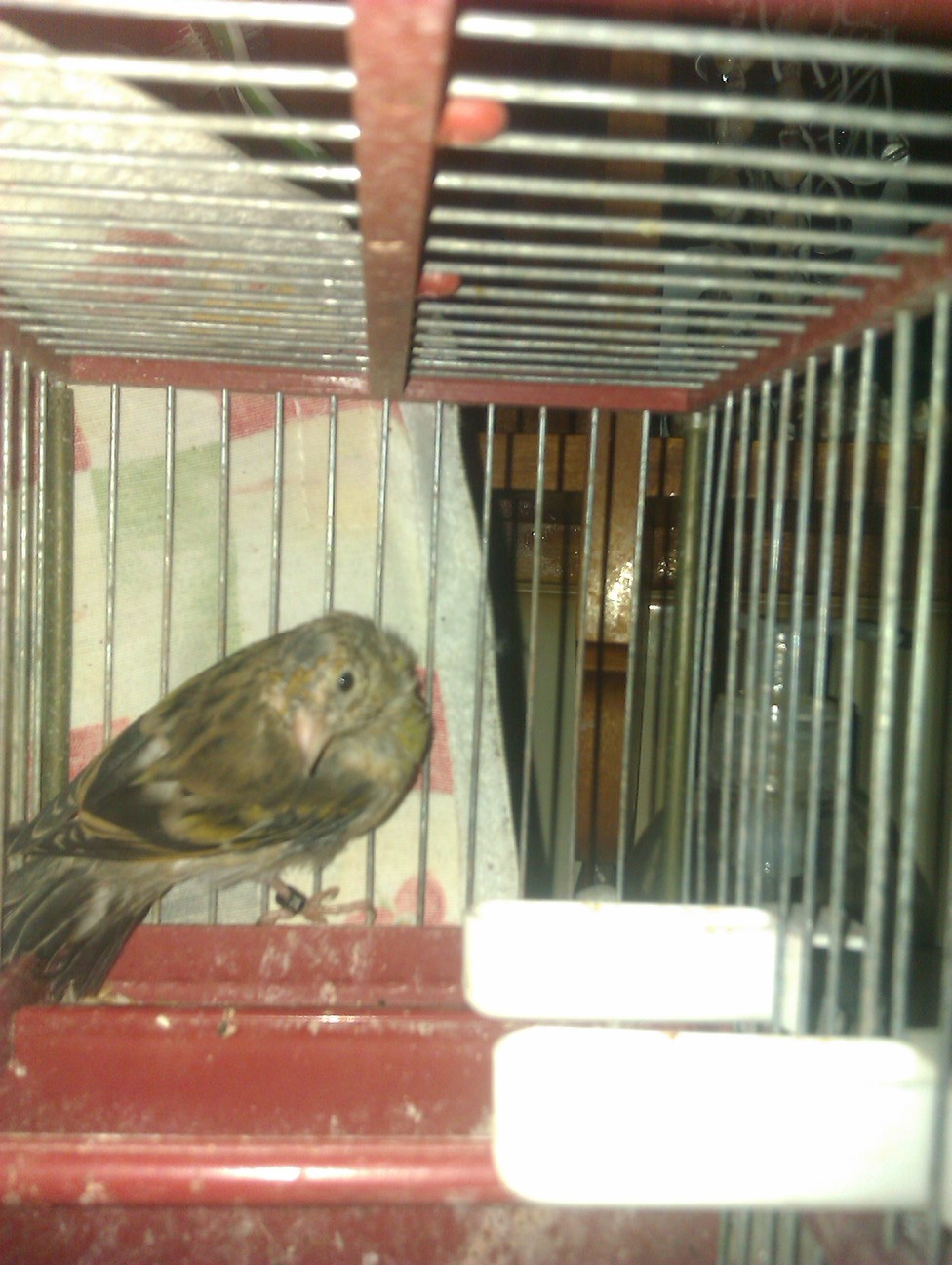 IMAG0202.jpg