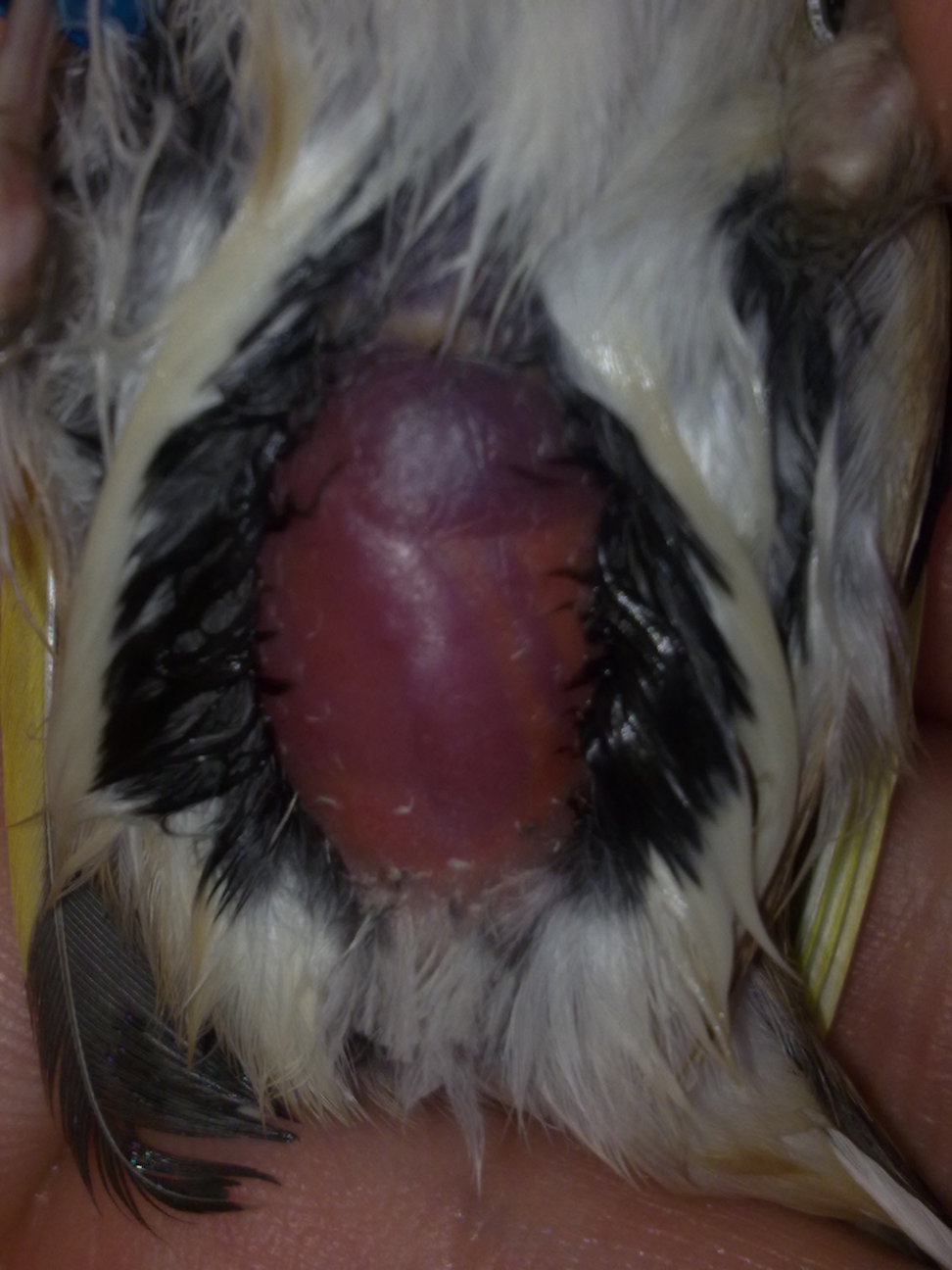 Hembra del 10 criada en cautividad