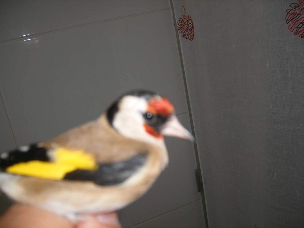 DSCF0457.JPG