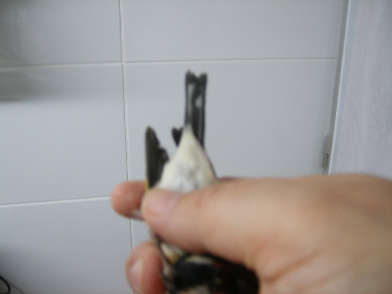 me dicen que si las plumas blancas de atras hacen 1 flecha son machos y si hacen 2 hembra