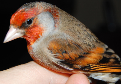 jilguero x canaria rojo nevado1.jpg