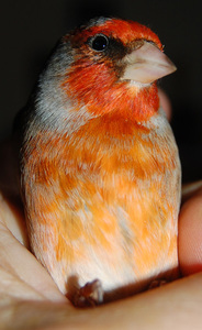 jilguero x canaria rojo nevado2.jpg