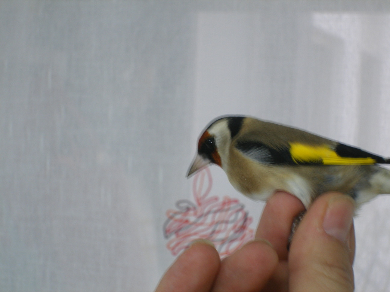 DSCF0471.JPG