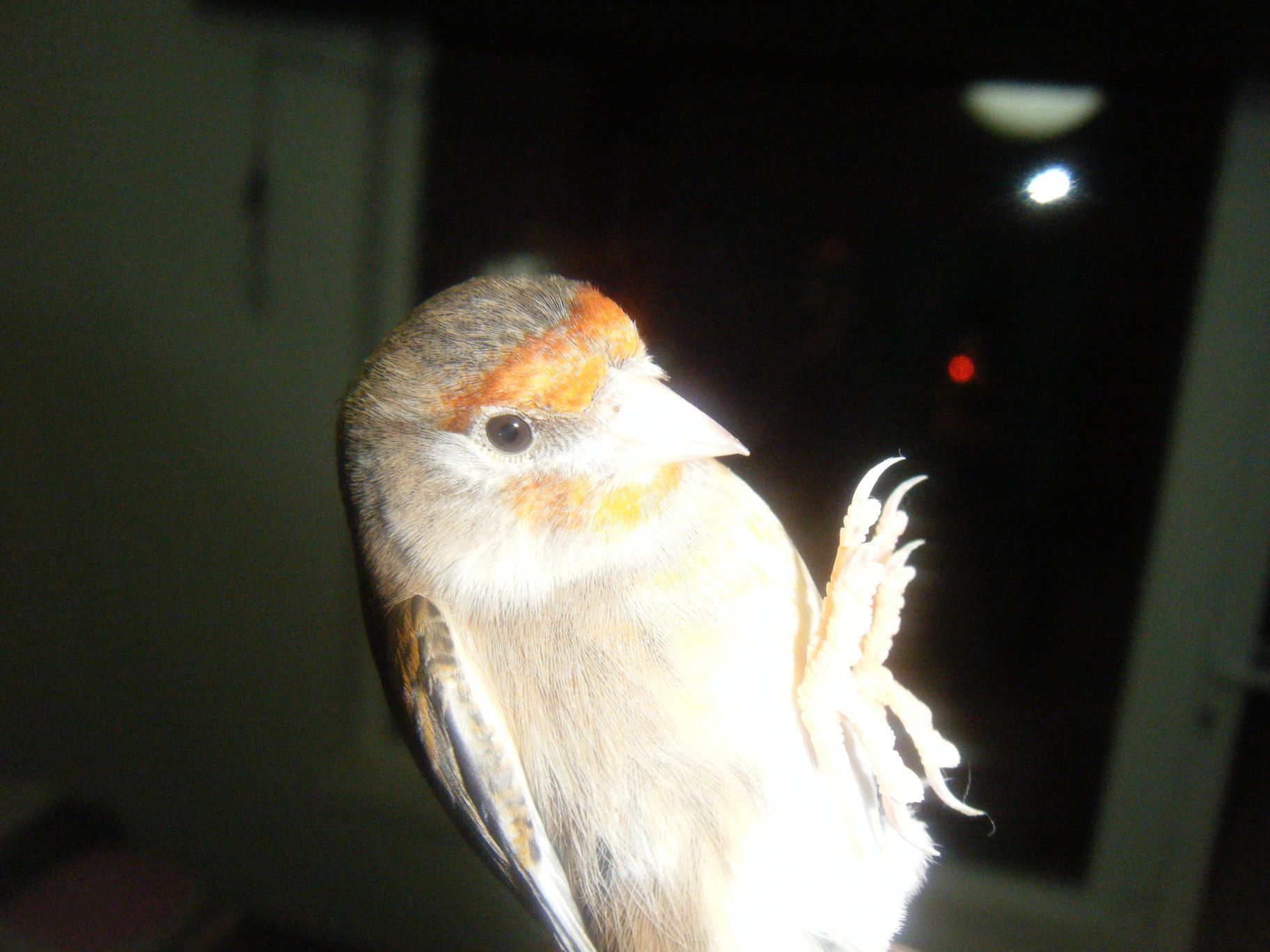 DSCF1156.JPG