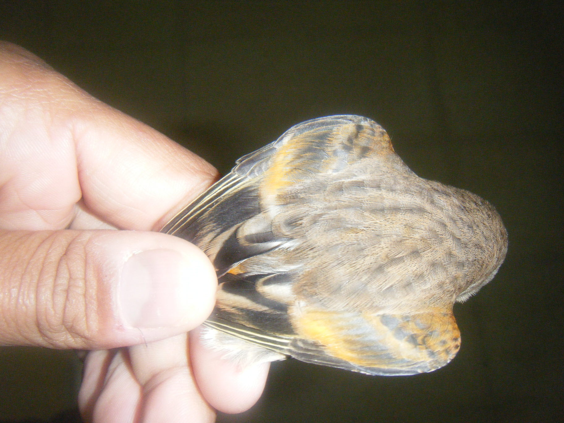 DSCF1159.JPG