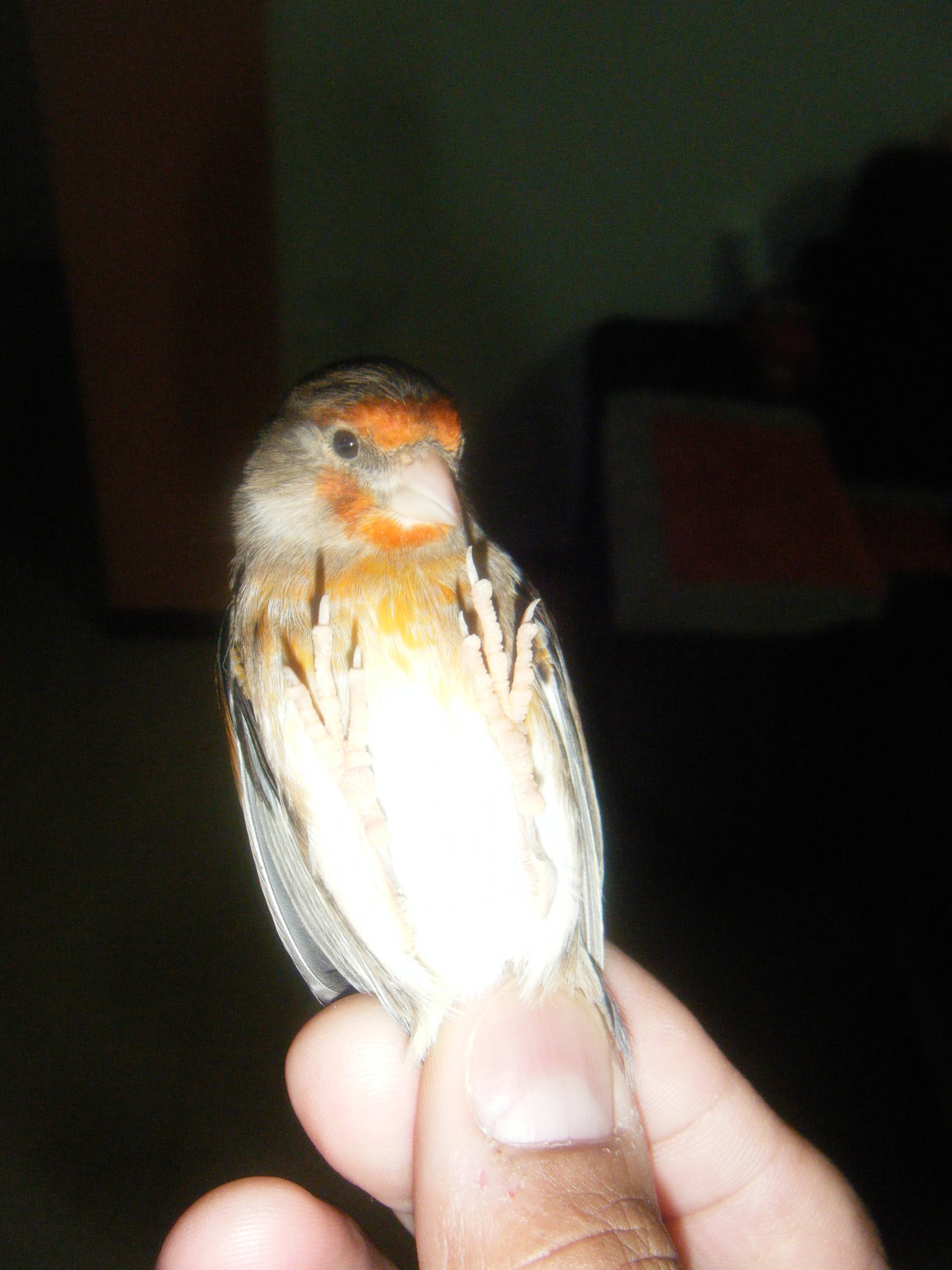 DSCF1161.JPG