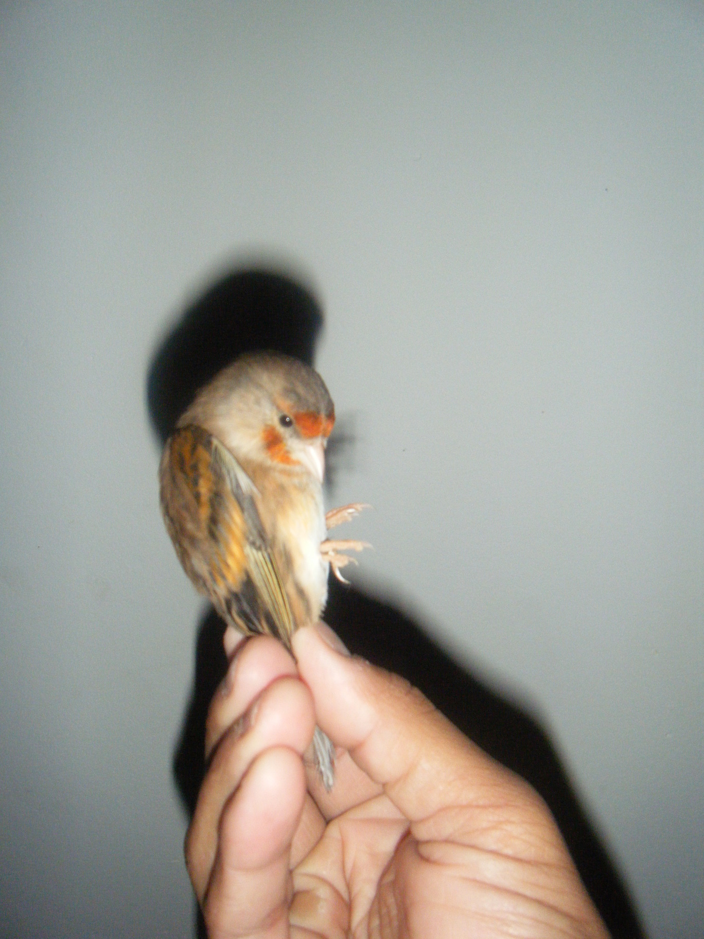 DSCF1165.JPG
