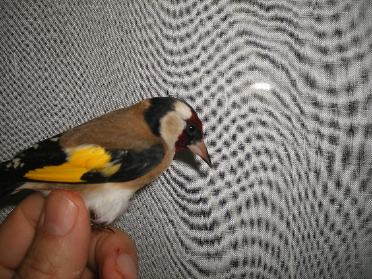 DSCF0475.JPG
