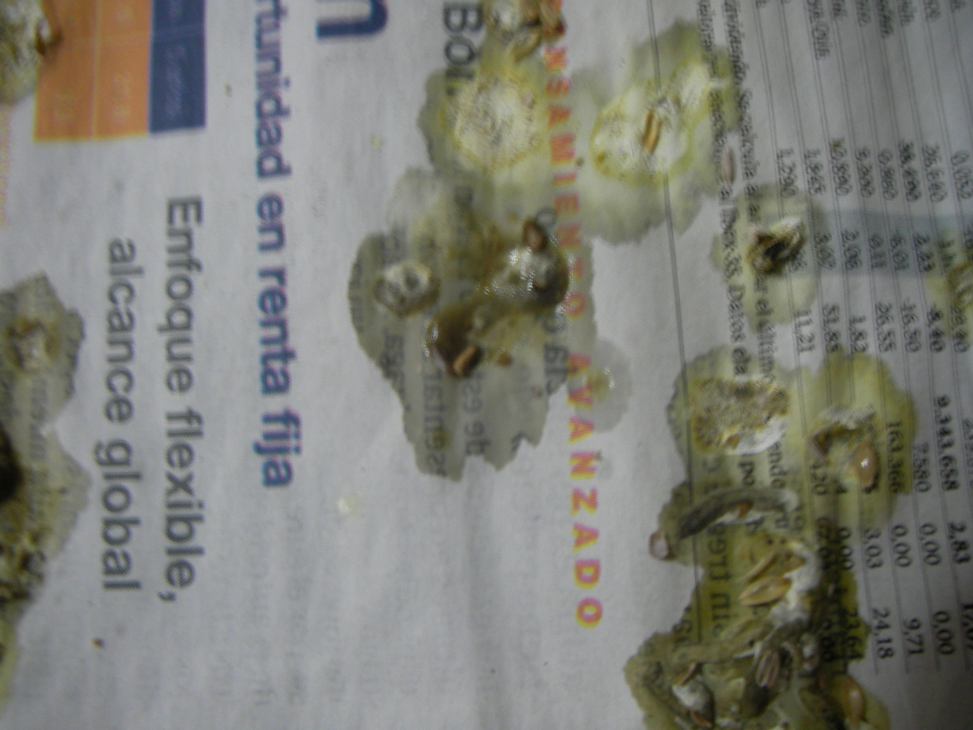 SANY0004 - copia.JPG