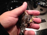 ImageUploadedByTapatalk HD1385457130.311619.jpg