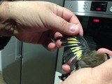 ImageUploadedByTapatalk HD1385466180.283859.jpg