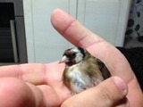 ImageUploadedByTapatalk HD1385466210.635334.jpg