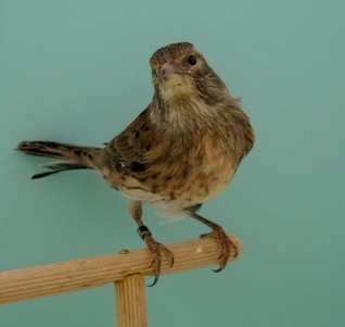 DSCN1558.jpg