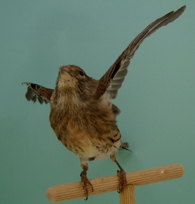 DSCN1566.jpg