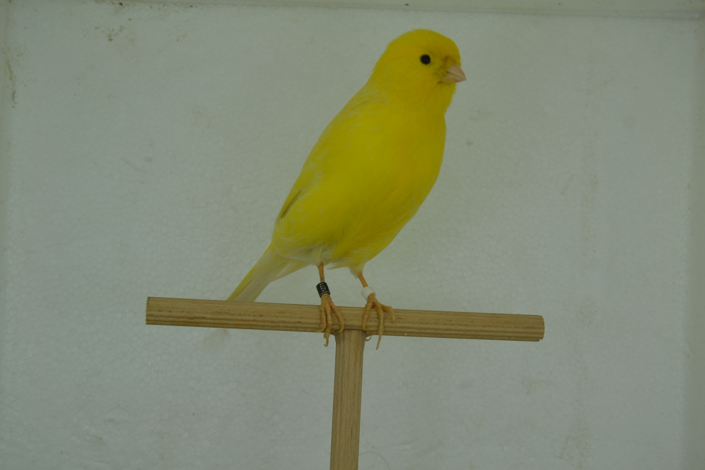 DSC_0387.JPG