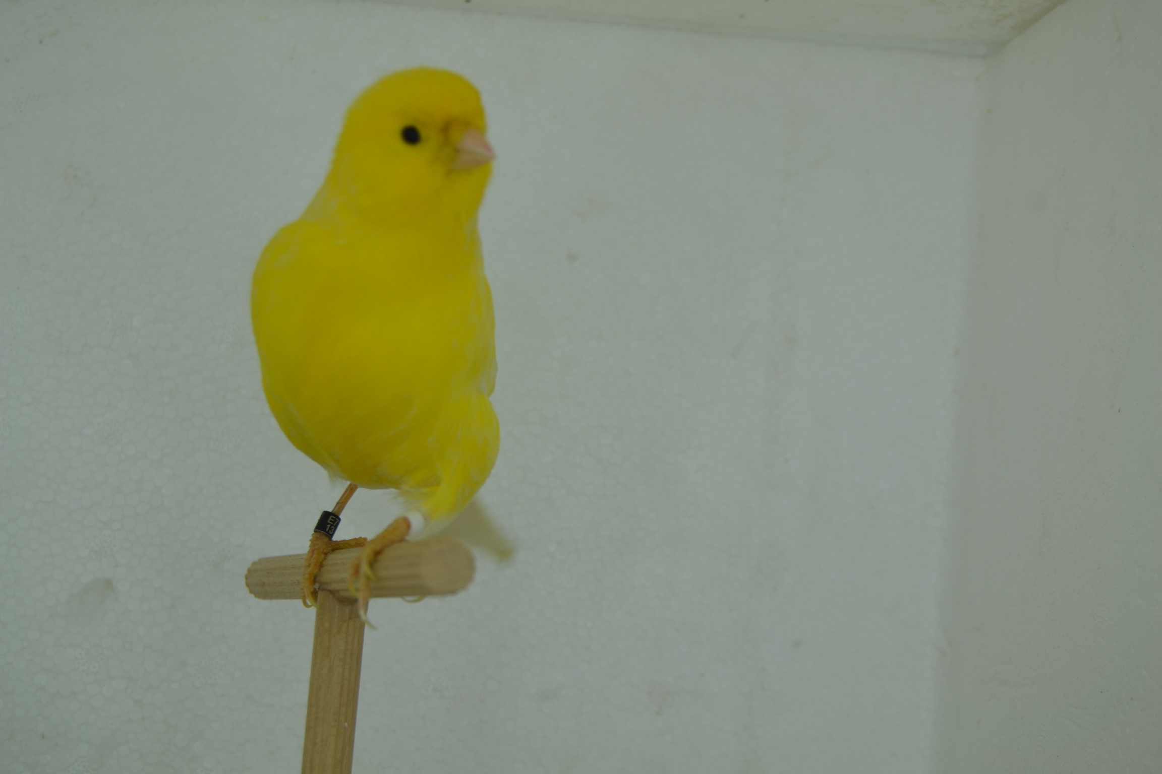 DSC_0391.JPG