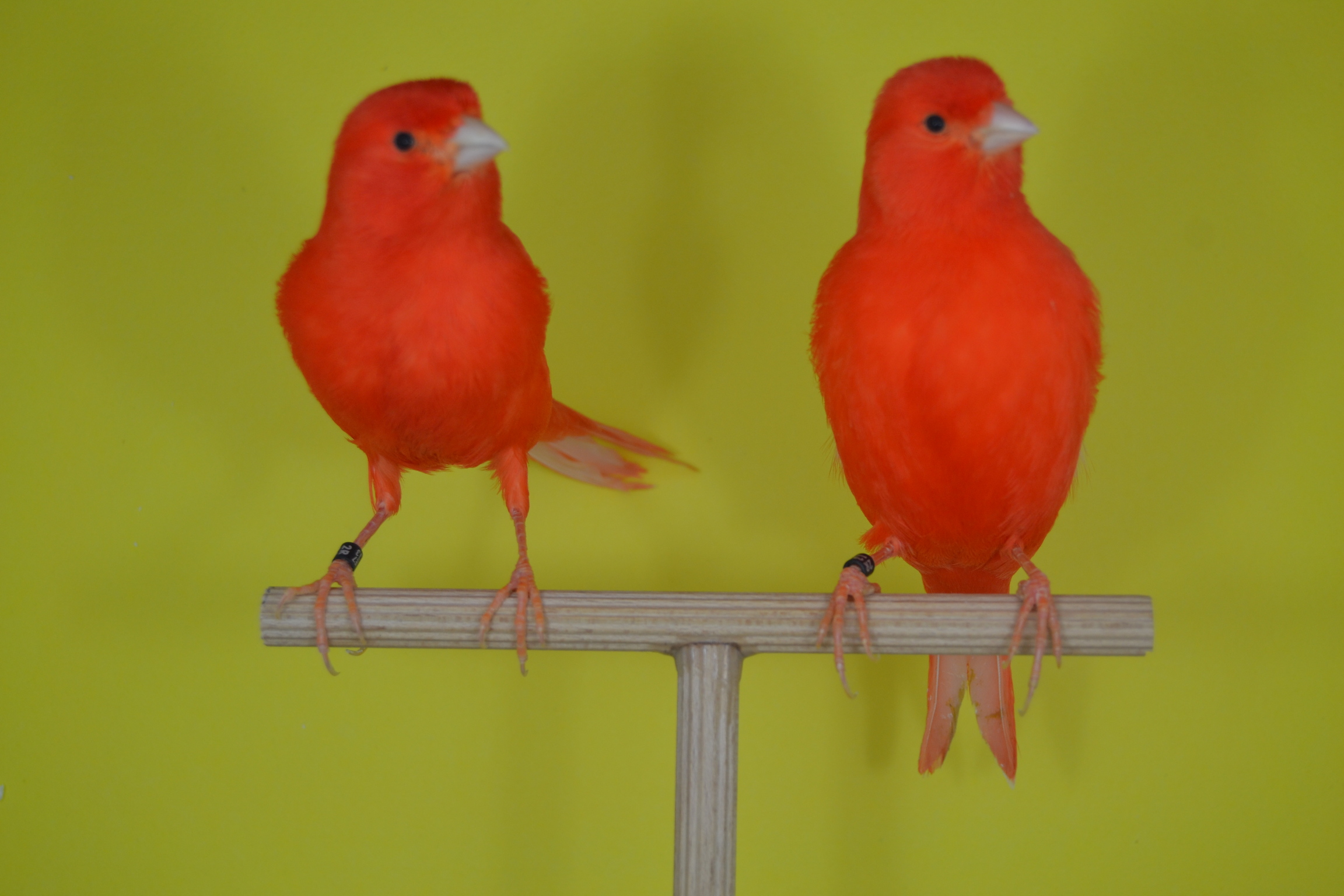 DSC_0451.JPG