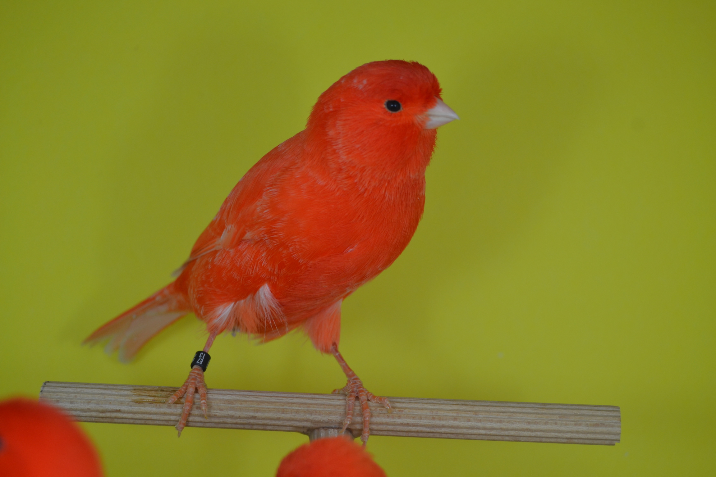 DSC_0483.JPG
