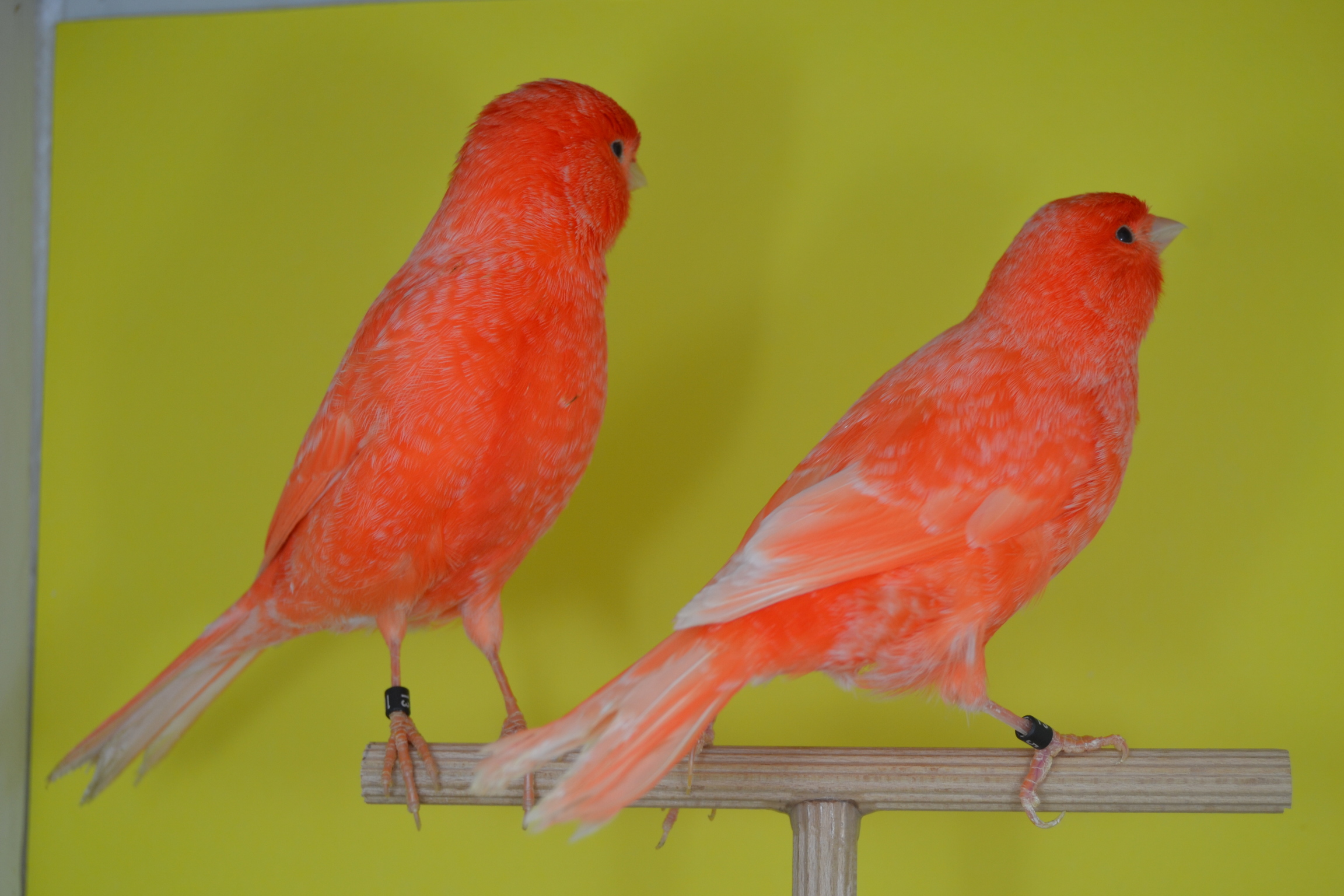 DSC_0464.JPG