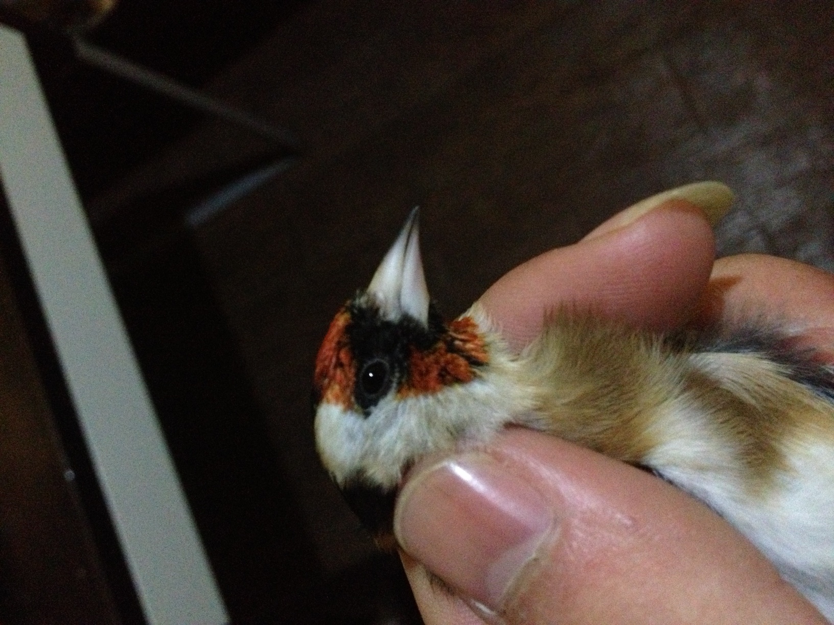 Macho o hembra ?