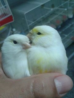 pareja linea hembra