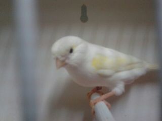 hembra linea hembra