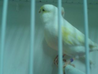 macho linea hembra