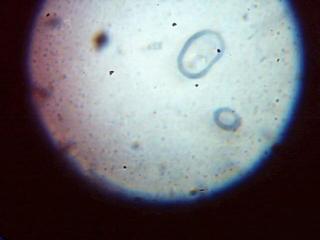 Imagen 010.jpg