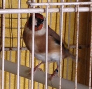image.jpg