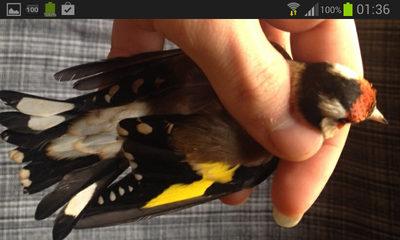 Screenshot_2013-12-18-01-36-37.png