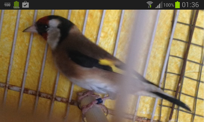 Screenshot_2013-12-18-01-36-01.png