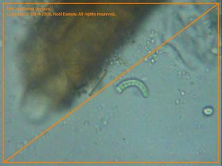 espirulina.jpg