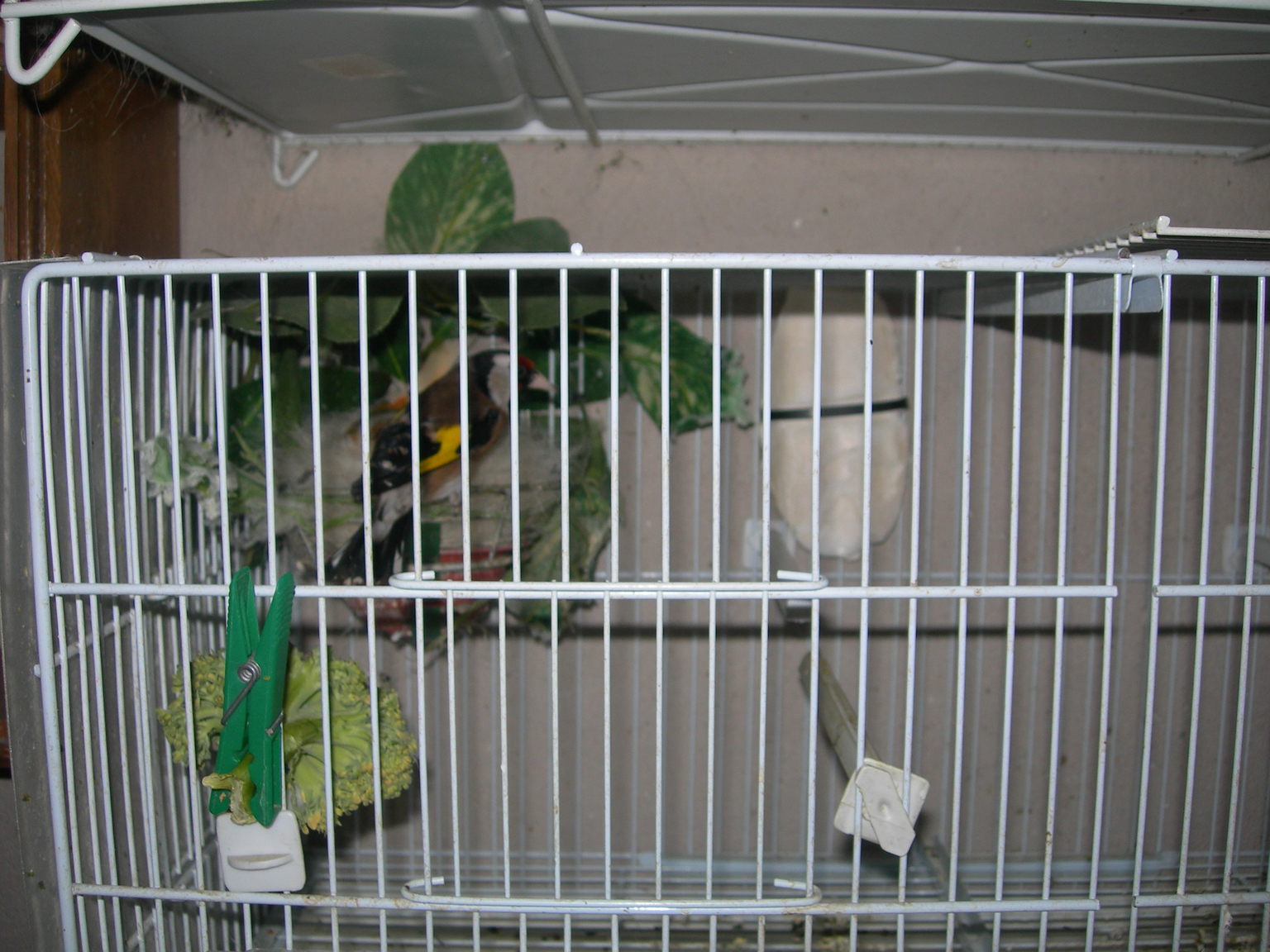 jilgueros 068.jpg