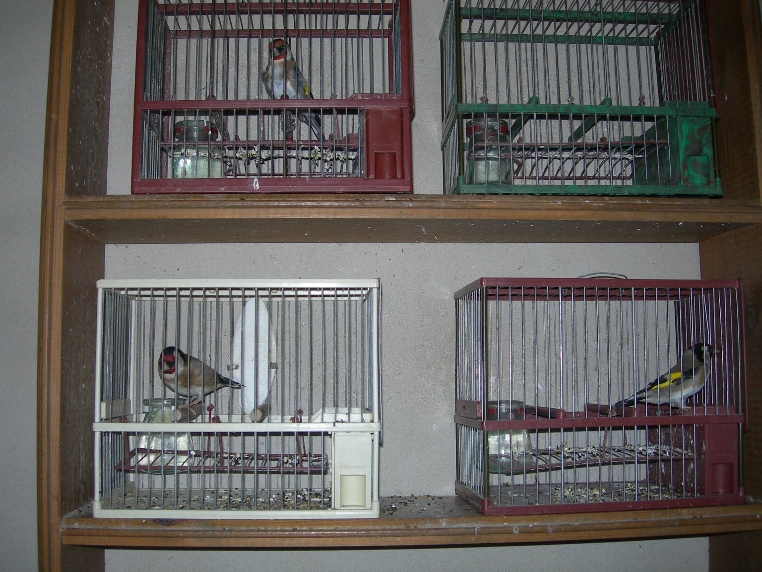 jilgueros 059.jpg