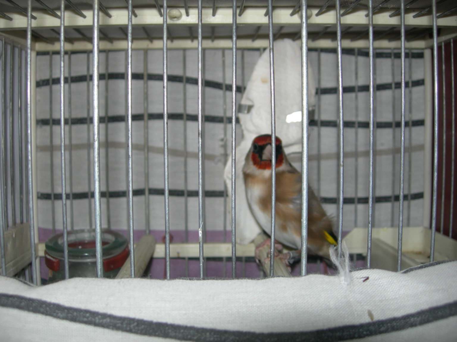 jilgueros 069.jpg