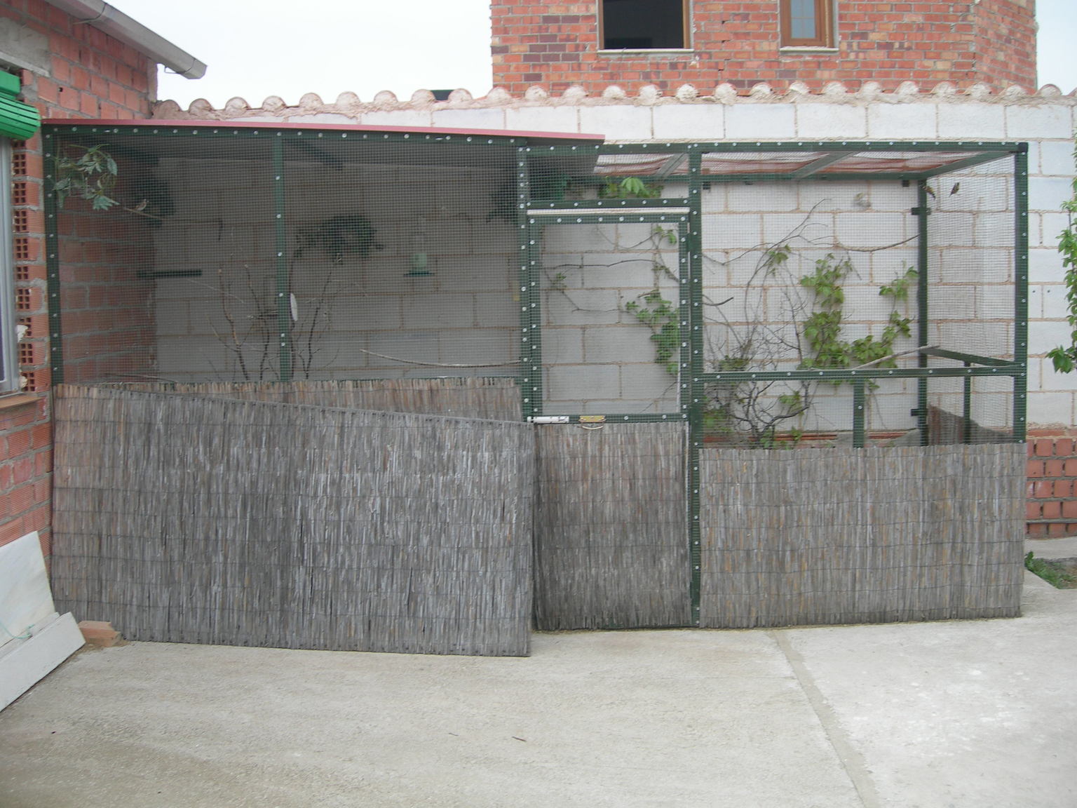 jilgueros 037.jpg