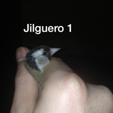 Jilguero 1