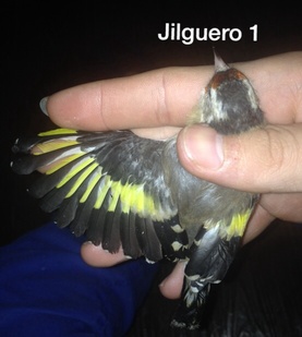 jilguero 1