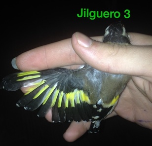 Jilguero 3