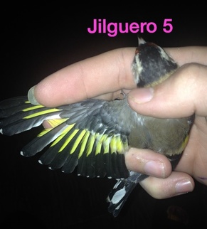 Jilguero 5