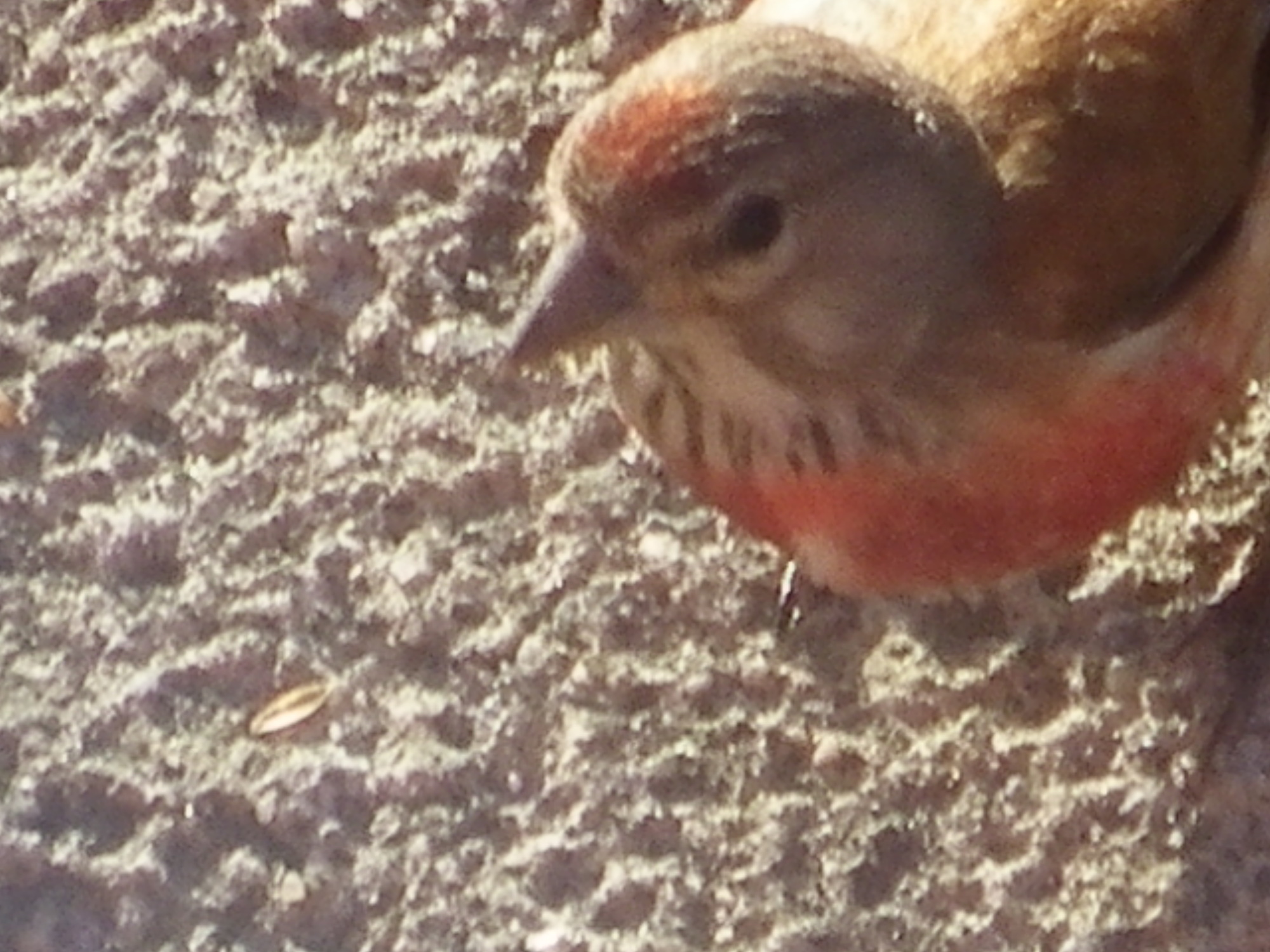 IMGP0079.JPG