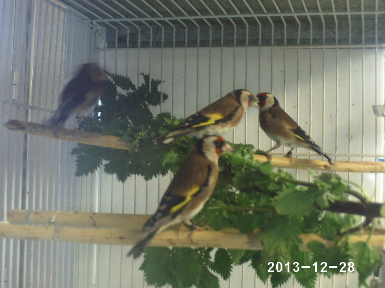 aviarioelreydelmixto (2).JPG