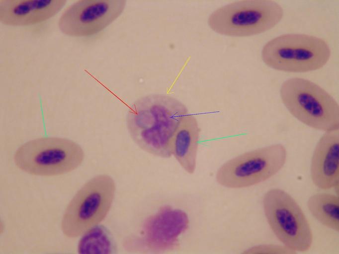 Atoxoplasma en Paseriformes.jpg