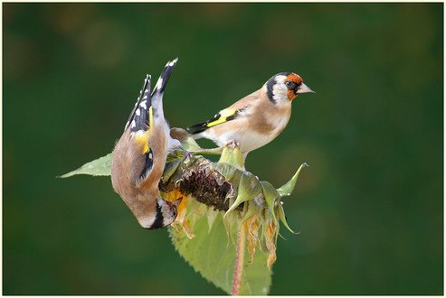Pareja de jilgueros comiendo..jpg