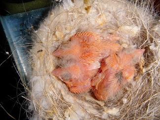 Pollos con 7 dias.JPG