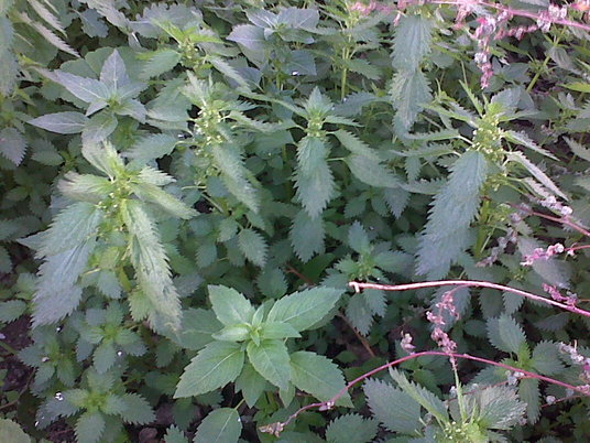 IMG00846-20140130-1758.jpg