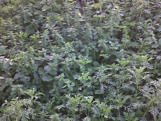 IMG00847-20140130-1802.jpg