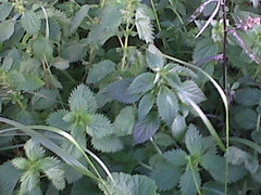 IMG00848-20140130-1802.jpg