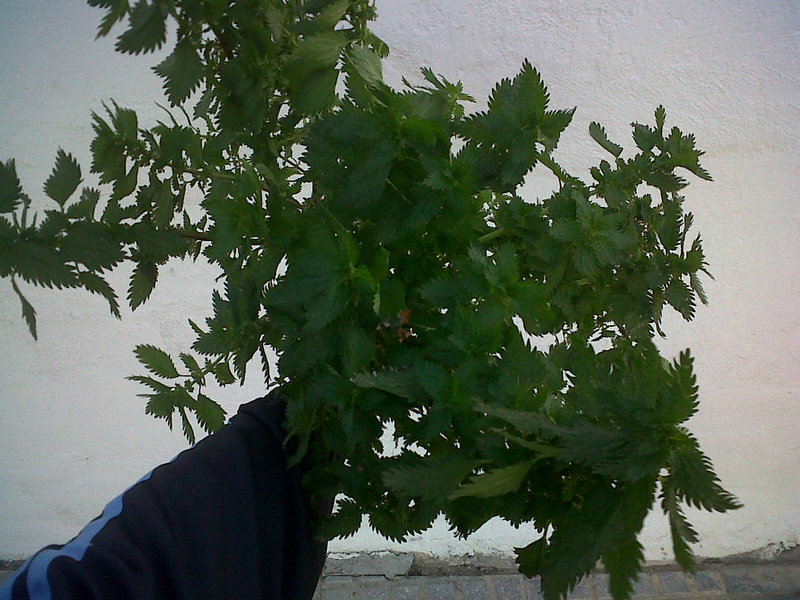 IMG00850-20140130-1809.jpg