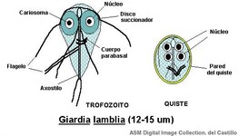 trofozoito y quiste.jpg
